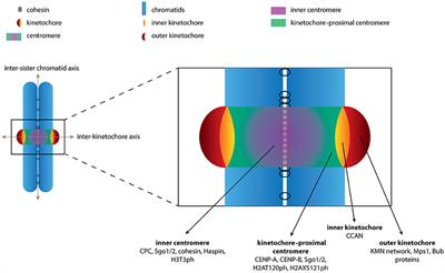 Frontiers | The Ins And Outs Of Aurora B Inner Centromere Localization